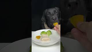 Today I had a light breakfast with my favorite food. Black Labrador. Cute pet debut plan