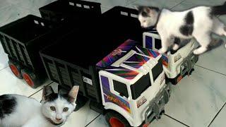 unboxing paket besar hadiah dua trek gandeng tronton buat si mochi kucing lucu