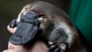 Drying habitat makes Australia's platypus vulnerable, scientists say