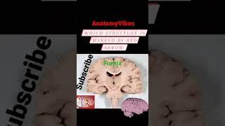 Coronal Sections of Brain | Fornix | Anatomy | Brain #anatomy #brain #neuroscience #neuro