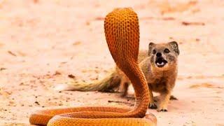 10 Animals That Are Immune to Deadly Venom – Nature’s Superpowers!