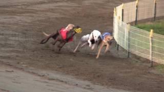 FCI Racing World Championship 2016, whippet males