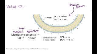 Membrane transport