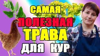 Самая полезная трава для кур. Какую траву необходимо давать курам.