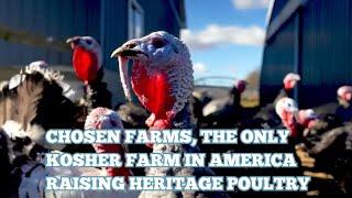 Amish Raised Kosher Heritage Turkeys for Thanksgiving