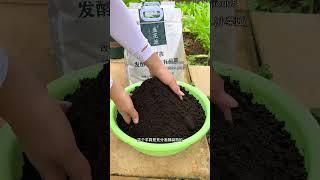 五六月份瓜果蔬菜成熟期，大家别忘了给家里的瓜果蔬菜追施一波生长肥哦#施肥 #种植小技巧 #蔬菜种植