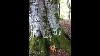 Beech Tree Fagus sylvatica