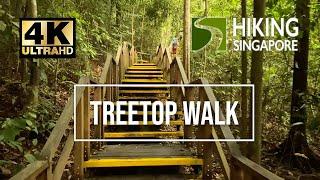 [4K] TreeTop Walk Macritchie - Hiking Singapore