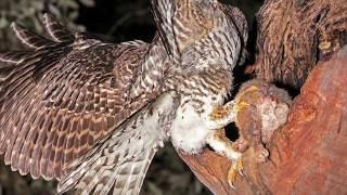 Powerful Owl - Ep 1 - An Australian Top Predator - Envirotube