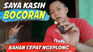 PRENJAK SAKIT TAPI VOLUMENYA KERAS ‼️ INI CARA SAYA MENAMBAH VOLUME BURUNG PRENJAK