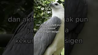 Belajar dari Burung elang