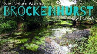 5km walk in Brockenhurst | New Forest