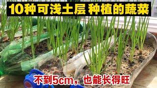 家庭种菜，超浅土层（5厘米）可以种什么蔬菜？原来这么多，太不可思议了|Grow vegetable in shallow soil layer