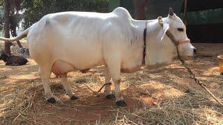 PUNGANUR COW