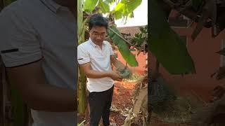 Cuộc Sống ra vườn là có ăn ở Angola|| 2Q VLogs Cuộc SỐng Châu Phi