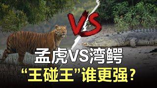 4米3大鳄鱼猎杀成年老虎，将其腰斩，兽中之王不敌龙族领袖