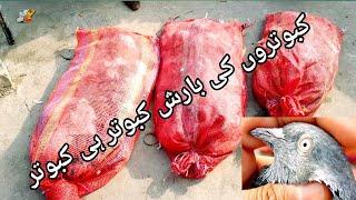 Kabootar for sale in sarialamgir jhelum Gujrat Pakistan pigeons for sale in sarialamgir jhelum