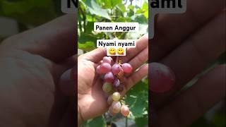 Panen Anggur Dalam Pot - Tanam Anggur Di Dalam Polybag