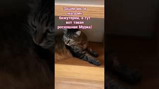 Мурка #turkey #вязание #naturalbeauty #кот #cat