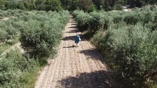 Amira in the olive groves 1