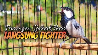 GELATIK BATU GACOR | PANCINGAN GELATIK BATU LANGSUNG FIGHTER #183