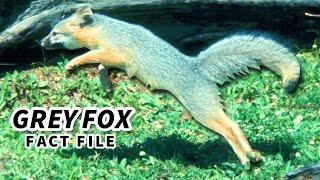 Grey Fox Facts: also GRAY FOX facts  Animal Fact Files