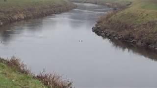 Goldeneye, Mersey Valley, Greater Manchester