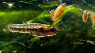 Heterandria formosa (US native species) - Smallest Livebearer in the World ᴴᴰ