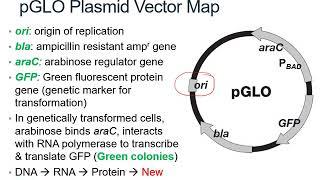 pGLO lab theory