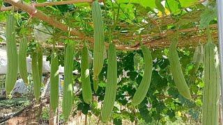 Build Bamboo Trellis for Growing Luffa (Ridge Gourd) From Seeds at home / Easy for beginners