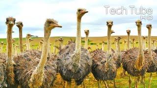 Amazing Ostrich Farming Technology | Next Level Ostrich Farm | Incredible Ostrich Leather Processing