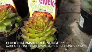 Gold Nugget™ Chick Charms®