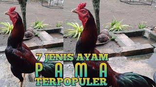 7 jenis ayam pama terpopuler yang banyak diminati penghobi dan peternak ayam,:Update-2023