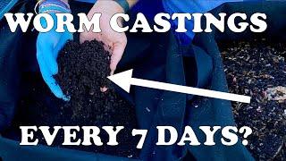 DIY Worm Bin Harvested Weekly! Red Wigglers Constantly Making Garden Gold | Vermicompost Worm Farm