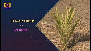 Agriculture Programme | Oil Palm Plantation At KVK Thoubal