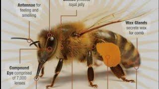 Are you're Honey bees growing?