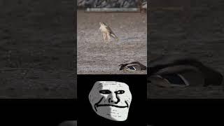 PEREGRINE FALCON | NATURE'S FIGHTER JET | SUBSCRIBE FOR MORE TROLL FACE VIDEOS | #Trollface #Phonk