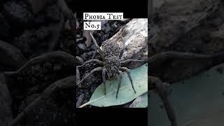 ️ Arachnophobia Test - Can You Pass? 