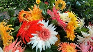 JHUMKOLOTA GERBERA MANDEVILLA FLOWER PLANT PRICE AT GALIFF STREET TALA HAAT| Best Flowers Forever