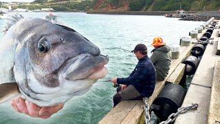 Wharf Fishing on Chatham Island for Big Moki