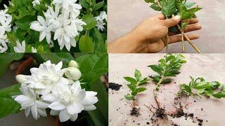 plant all how to grow plant |flower| Basha Garden |Mogra| flower|Jasmine| Mogra flowers 65 day