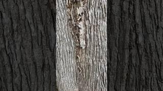Can You Spot The ADORABLE Tree Frog?  #frog #cutefrog #treefrog #cute #nature