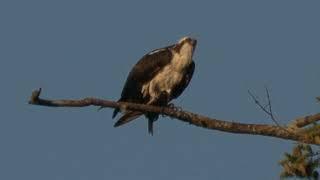 A Fish dinner #wildlife #osprey #nature