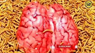 the brain vs mealworms/15000 wild superworms eat the brain/mealworms time lapse