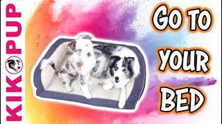 Go to your Bed - Dog Training Tutorial