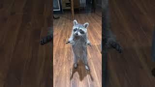 Raccoon Gets a Cookie || ViralHog