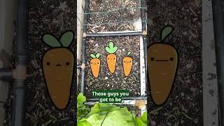 Why Square Foot Gardening Is So Simple