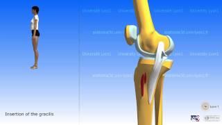 The sartorius and the muscles of the pes anserinus