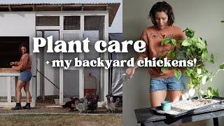 A day of Plant & Chicken care | repot & chat do plant chores with me