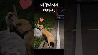 내 강아지의 여자친구 내 강아지가 연애를 시작했다 #강아지#고양이#반려견#반려동물#여자친구#솔로탈출#연애#뽀뽀#dogs#cats#pets#love#girl friend#lovely